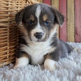 Jordan - Gray and white male American Corgi puppy in Shawnee, Oklahoma from Sunray Ranch