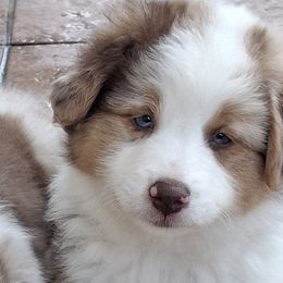Daphne - Red merle female Miniature Australian Shepherd puppy in Copperas Cove, Texas from Aussies Acre
