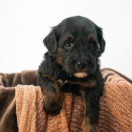 Gummy Worm (Grey) - Phantom male Goldendoodle puppy in Lafayette, Alabama from Sweethaven Kennels