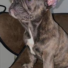 French Bulldogs from BandoBullies