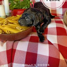 Penne - Pink Girl - Black female Goldendoodle puppy in Harrisburg, Oregon from Dolly’s Doods
