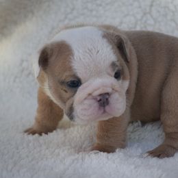 Girl 3 - Fawn and white female Bulldog puppy in Bradleyville, Missouri from HurstBulldogs