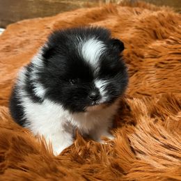 Pomeranian Puppies from Country Lane Kennels