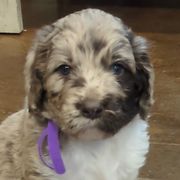 Assorted Doodle Crosses and Newfypoos from Hidden Haven Poodles and Doodles