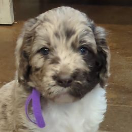 Assorted Doodle Crosses and Newfypoos from Hidden Haven Poodles and Doodles