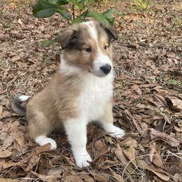 Goose - Sable and white male Collie puppy in Bamberg, South Carolina from Shakhor Ohr Collies and Pomeranians