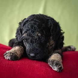 Bernedoodle and Goldendoodle Puppies from Grace Filled Golden’s