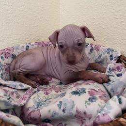 Aleu - Chocolate and tan female American Hairless Terrier puppy in Belton, Texas from Copper Lilly Kennel