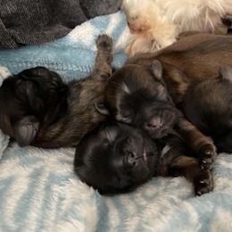 Shih Tzu Puppies from Sun Shih Tzu