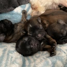 Shih Tzu Puppies from Sun Shih Tzu