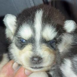 Champagne - Red and white female Pomsky puppy in Spring Hill, Florida from PDQ Pomskies