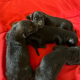 Black boy 3 - Black male German Shepherd puppy in Lucasville, Ohio from Trusting Hearts Kennel
