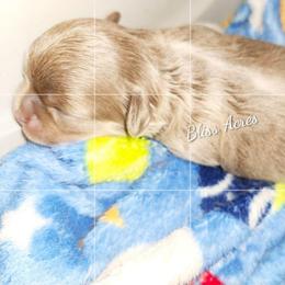Girl 1 - Blue and white female Chihuahua puppy in Ponca City, Oklahoma from Bliss Acres Farm