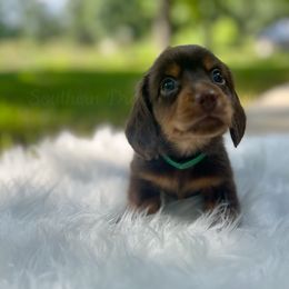 Levi - Chocolate and tan male Dachshund puppy in Colbert, Georgia from Southern Drawl Dachshunds