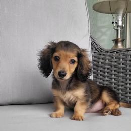 Shaded cream - Cream female Dachshund puppy in Ashford, Alabama from Circle City Dachshunds
