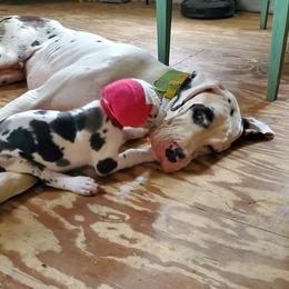 Great Dane Puppies from Windy Ridge Danes