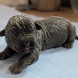 Red collar - Gray female Cane Corso puppy in Cove, Oregon from Bane's Legacy Cane Corso