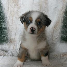 Companion Cross puppies from Dakota Toy Aussies