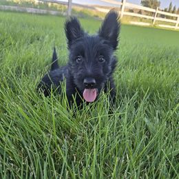 Boy 1 - Black male Scottish Terrier puppy in Utah from TnT Scotties