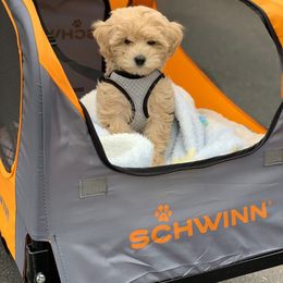 Goldendoodle Puppies from Northwoods Goldendoodles