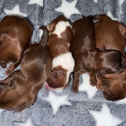 Shih Tzu Puppies from Shannon’s Sweet and Sassy Shih Tzu’s