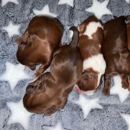 Shih Tzu Puppies from Shannon’s Sweet and Sassy Shih Tzu’s
