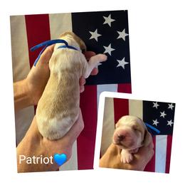 Patriot - Lemon and white male English Springer Spaniel puppy in Freeland, Michigan from McNally's Springer Spaniels