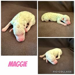 Maggie - White female Poodle puppy in Piqua, Kansas from Legacy Farms Standard Poodles