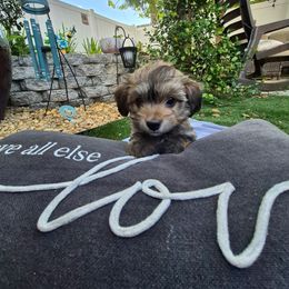 Denver - Gold sable male Havanese puppy in Four Corners, Florida from Charlie’s Havanese Angels