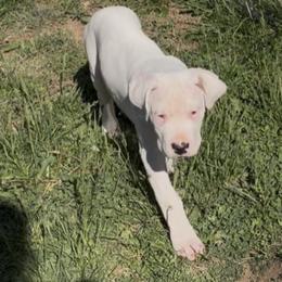 Boy 2 - male Dogo Argentino puppy in Virginia from La Historia Dogo