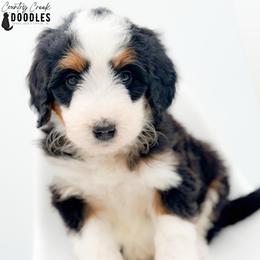 ADDIE - Tri-color female Bernedoodle puppy in Tipton, Indiana from Country Creek Doodles