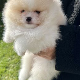 French Bulldogs and Pomeranians from Sugarbomb