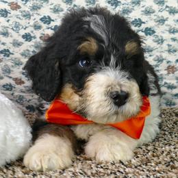 Bernedoodle and Goldendoodle Puppies from Doodles are Amazing