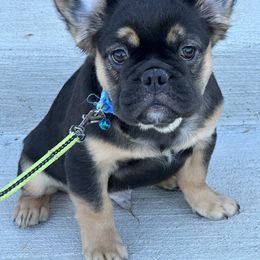 French Bulldog Puppies from Chanel & Co Frenchies