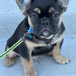 French Bulldog Puppies from Chanel & Co Frenchies