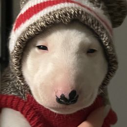 Miniature Bull Terrier puppies from Romp N' Run Ranch