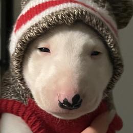 Miniature Bull Terrier puppies from Romp N' Run Ranch