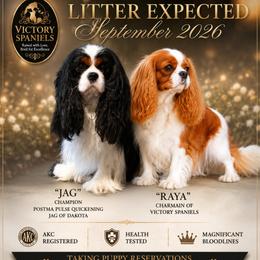 Cavalier King Charles Spaniel puppies from Victory Spaniels