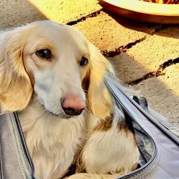 Channing - Piebald male Dachshund puppy in Lebanon, Oregon from Willow Moons Dachshunds