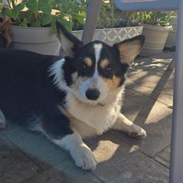 Daisy - Pembroke Welsh Corgi