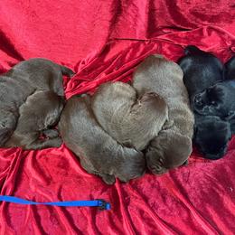 Black Male 2 - Black male Labrador Retriever puppy in Beaverdam, Virginia from Gold Heart Labradors