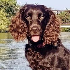 Boykin Spaniels from Dixie Darlin Farms
