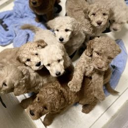 Goldendoodle Puppies from Blissful Goldendoodles