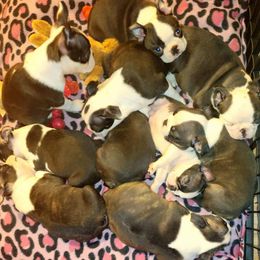Boston Terrier Puppies from Big Sky Bostons
