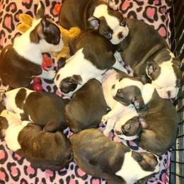 Boston Terrier Puppies from Big Sky Bostons