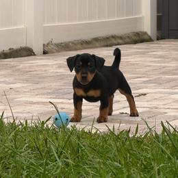 Benji - Black and tan male American Hunt Terrier puppy in Clearwater, Florida from Paradise Bay Hunt Terriers