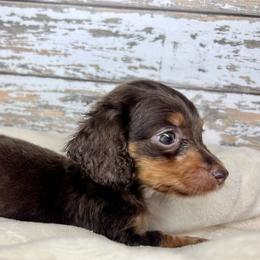 Vega AKC-CKC - Chocolate and tan female Dachshund puppy in Tecumseh, Oklahoma from MoonBerry Miniature Dachshunds
