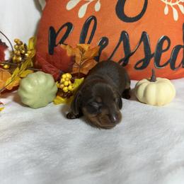 NA - Chocolate and tan male Dachshund puppy in Georgetown, Arkansas from Wyatt's Dachshunds