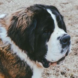Presley - Saint Bernard