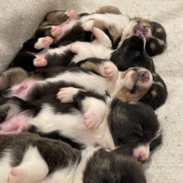 American Corgi and German Shepherd Puppies from Grace Ridge Shepherds and Corgis